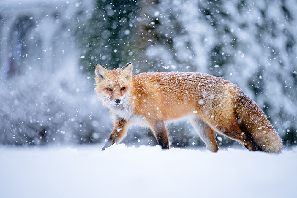 Snowy day art print by Johnny Chen for $57.95 CAD