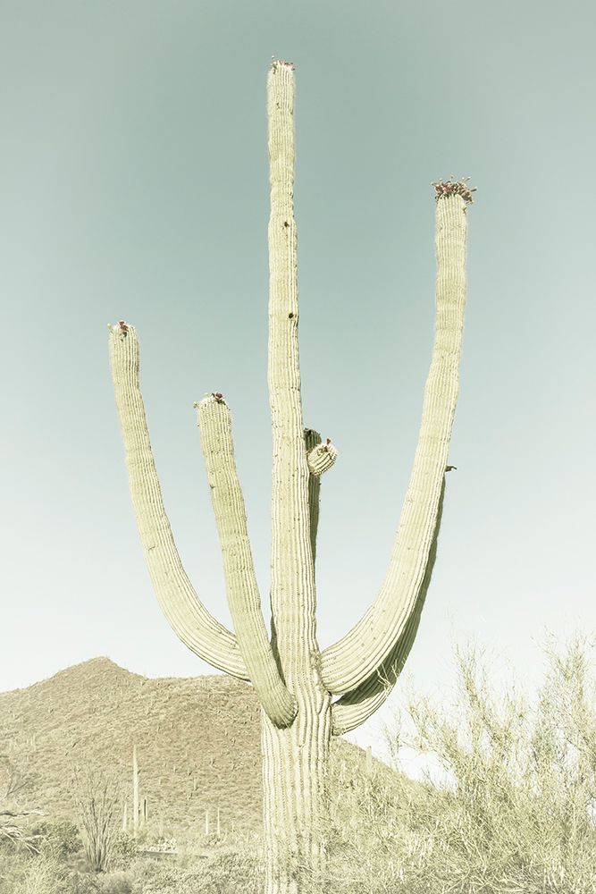 SAGUARO NATIONAL PARK Vintage Giant Saguaro art print by Melanie Viola for $57.95 CAD