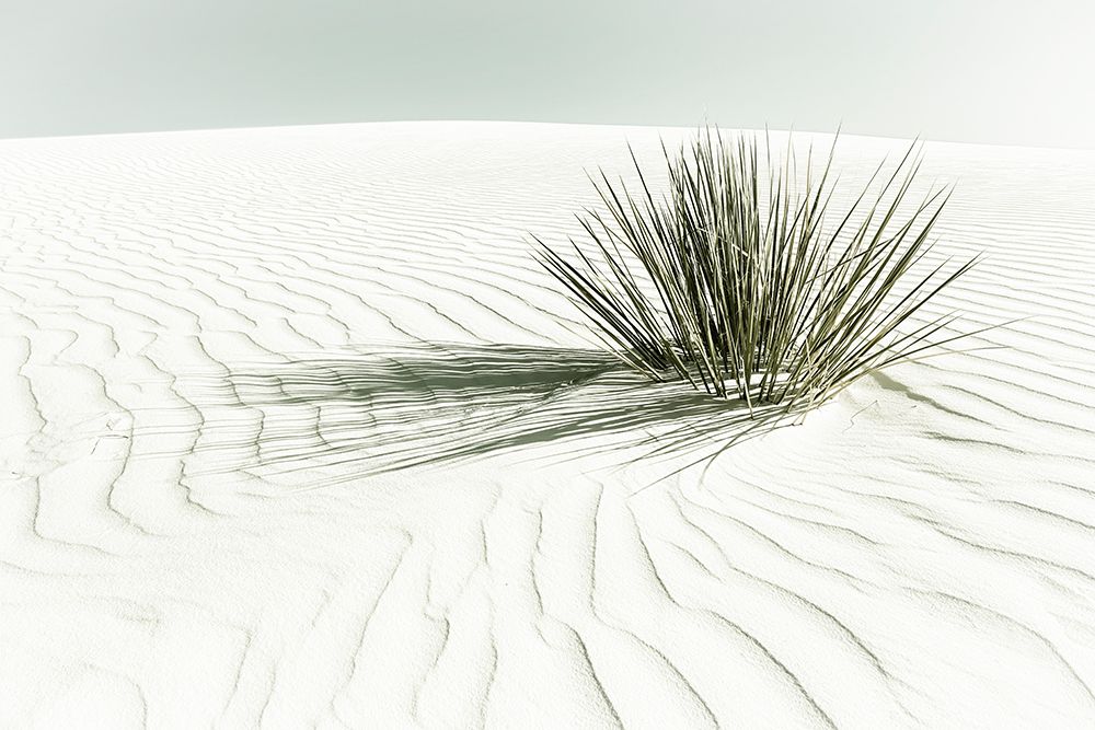WHITE SANDS Vintage Dune art print by Melanie Viola for $57.95 CAD