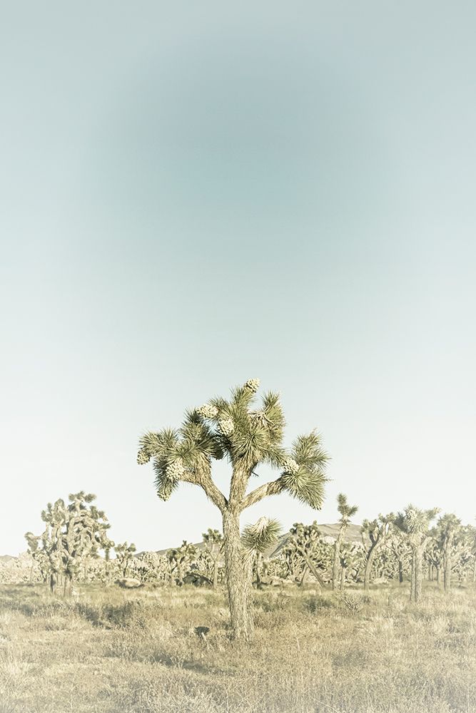 Vintage Joshua Tree National Park art print by Melanie Viola for $57.95 CAD