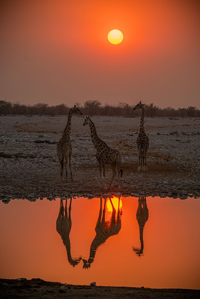 we are three art print by Isam Telhami for $57.95 CAD