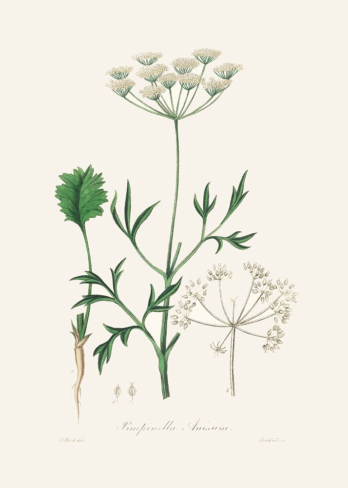 Aniseed (pimpinella Anisum) Medical Botany art print by John Stephenson for $57.95 CAD