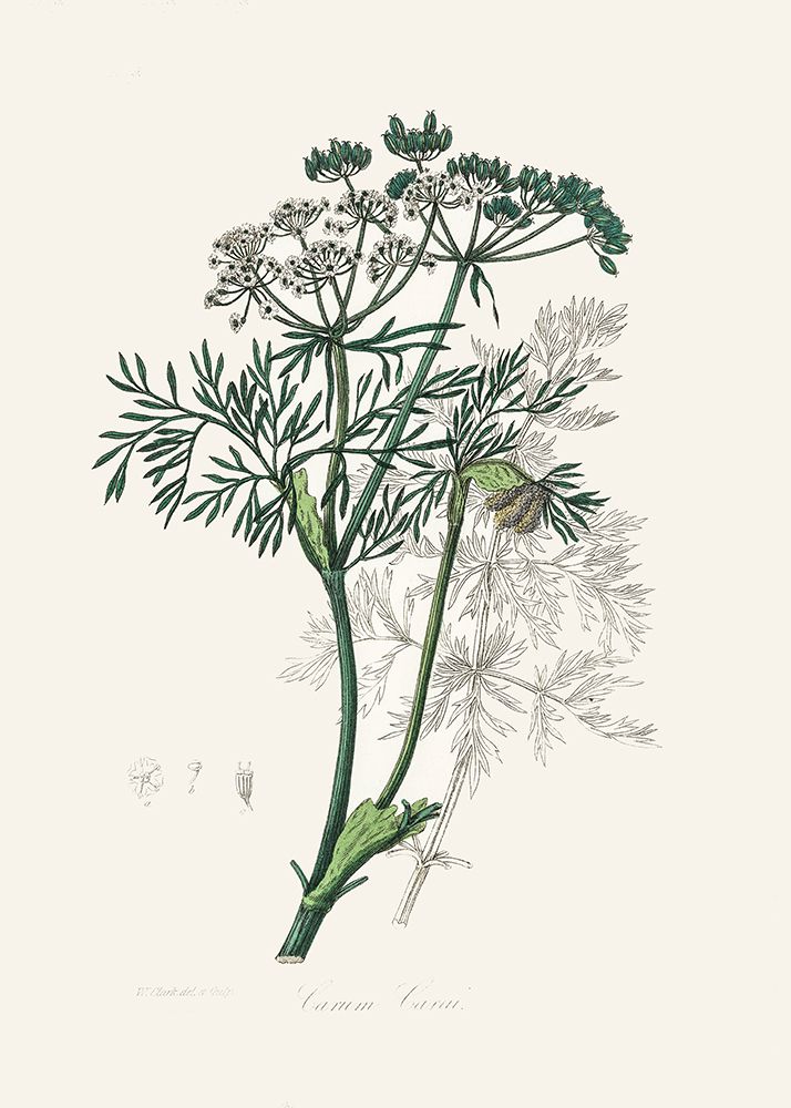 Caraway (carum Carui) Medical Botany art print by John Stephenson for $57.95 CAD