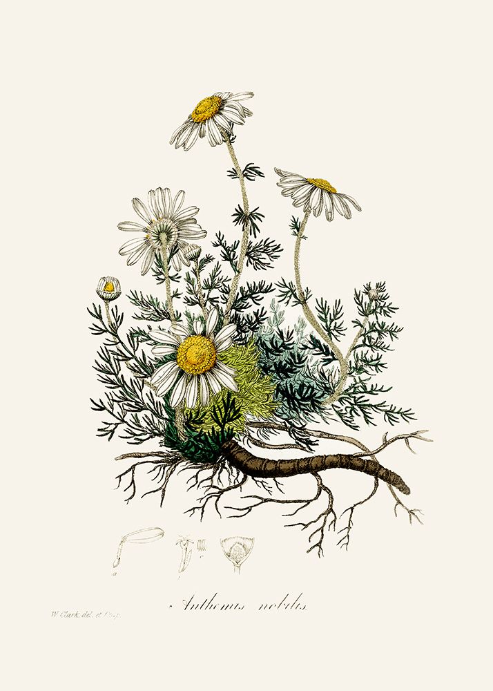 Chamomile (anthemis Nobilis) Medical Botany art print by John Stephenson and James Morss Churchill for $57.95 CAD