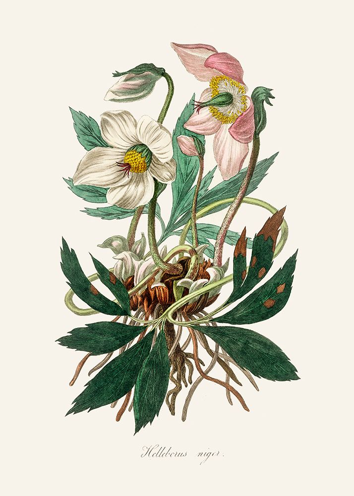 Christmas Rose (helleborus Niger)  Medical Botany art print by John Stephenson for $57.95 CAD