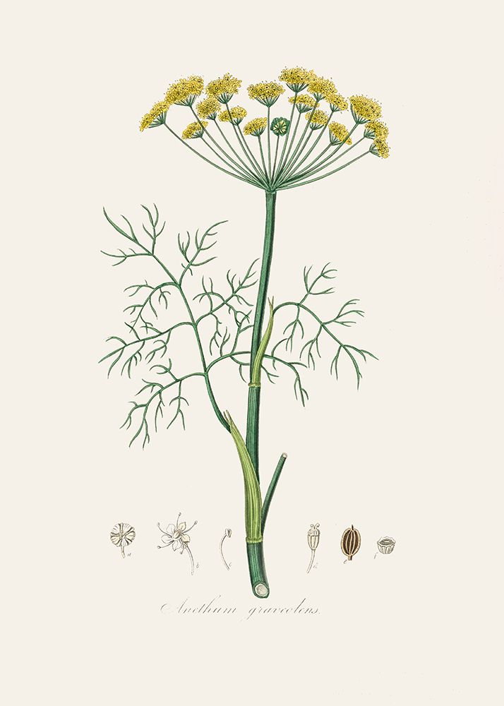 Dill (anethum Graveolens)  Medical Botany art print by John Stephenson for $57.95 CAD