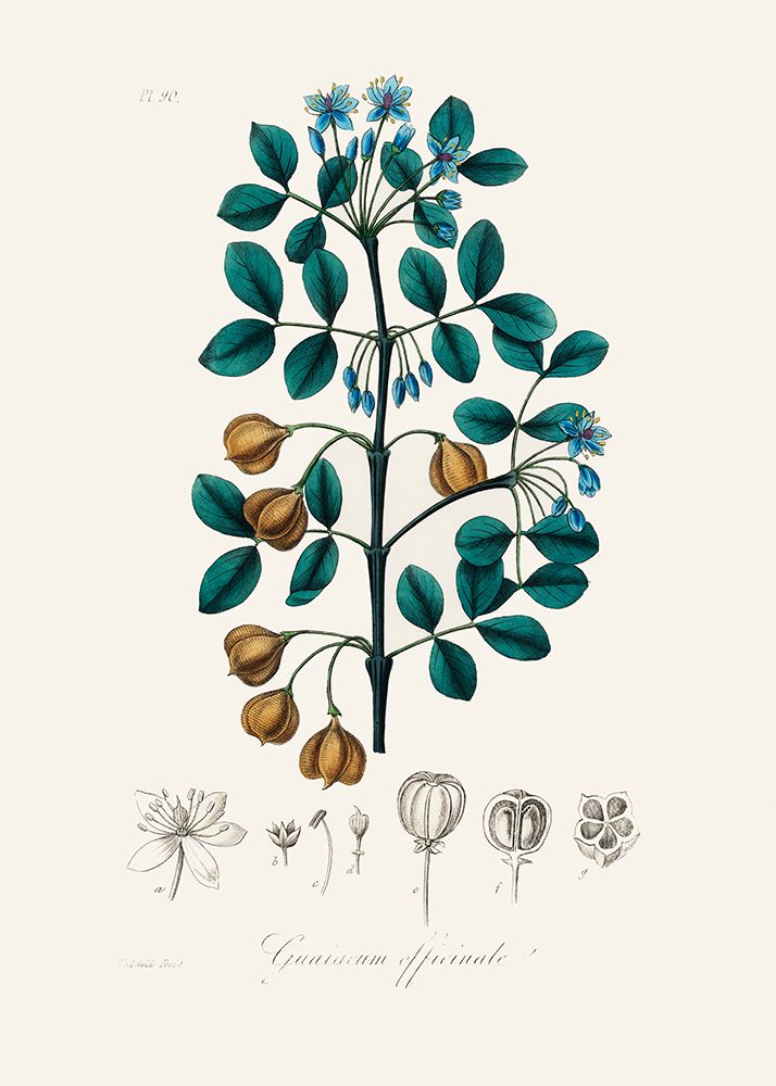 Guaiacwood (guaiacum Officinale) Medical Botany art print by John Stephenson and James Morss Churchill for $57.95 CAD