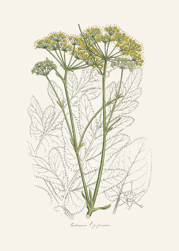 Opobalsam (pastinaca Opopanax)  Medical Botany art print by John Stephenson for $57.95 CAD