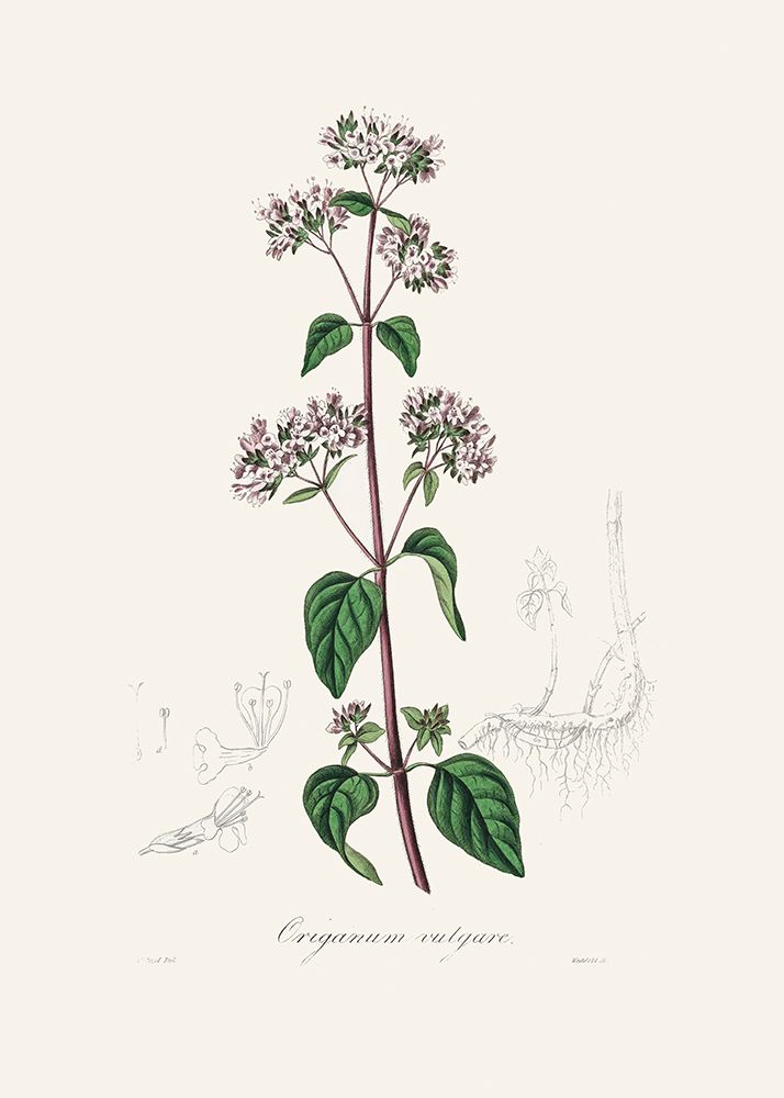 Oregano (origanum Vulgare) Medical Botany art print by John Stephenson and James Morss Churchill for $57.95 CAD