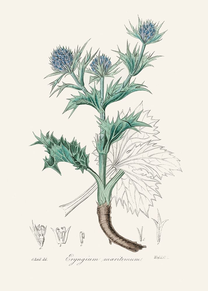 The Sea Holly (eryngium Mmaritimum) Medical Botany art print by John Stephenson for $57.95 CAD