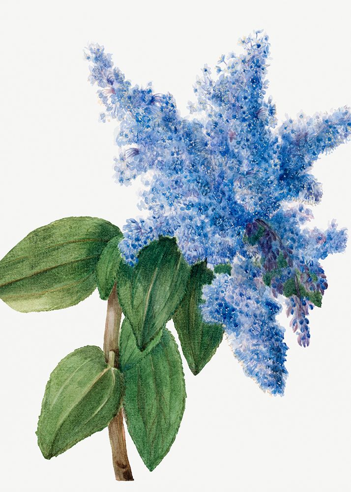 California Lilac (1935) art print by Mary Vaux Walcott for $57.95 CAD