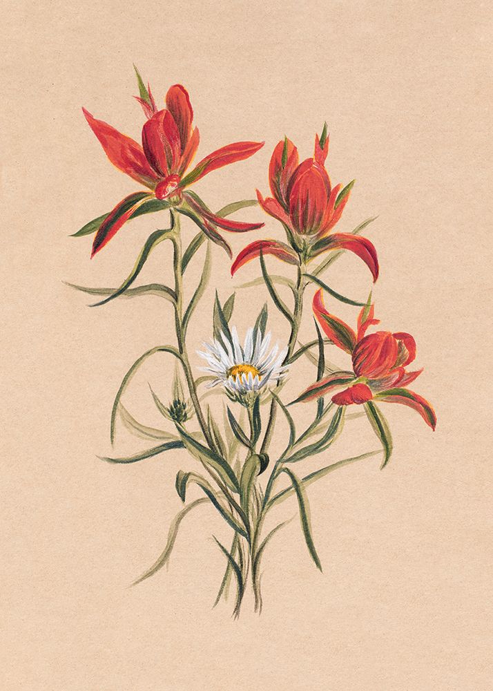 Indian Paintbrush (1883) art print by Mary Vaux Walcott for $57.95 CAD