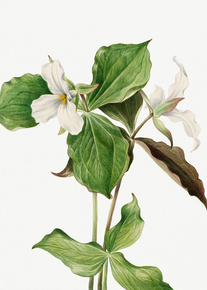 Large White Trillium art print by Mary Vaux Walcott for $57.95 CAD