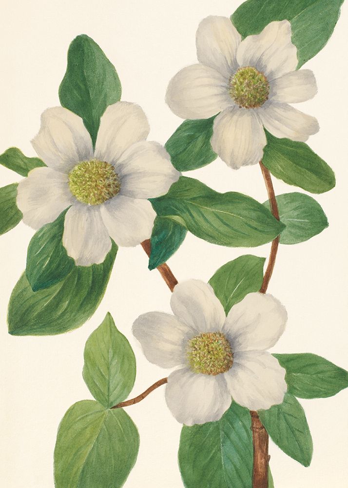 Pacific Dogwood art print by Mary Vaux Walcott for $57.95 CAD