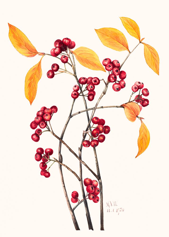 Red Chokeberry (1920) art print by Mary Vaux Walcott for $57.95 CAD