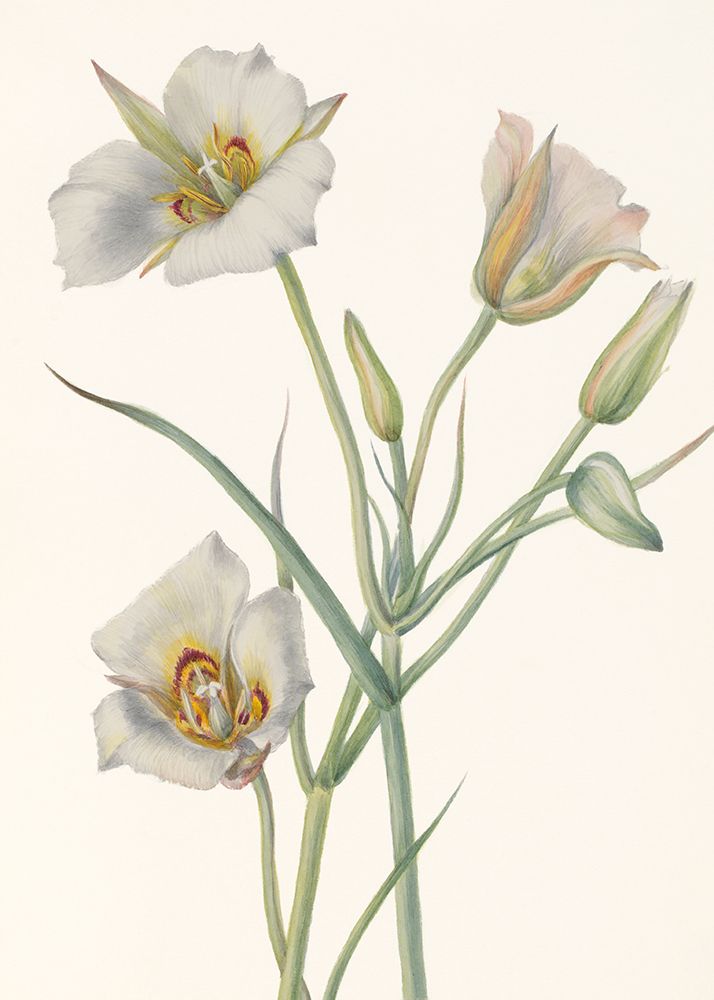 Sego Lily art print by Mary Vaux Walcott for $57.95 CAD
