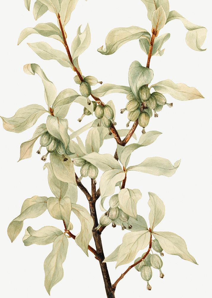 Silverberry (1922) art print by Mary Vaux Walcott for $57.95 CAD
