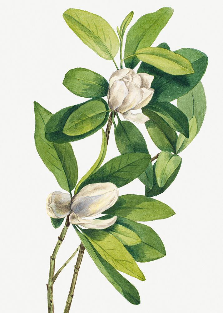 Swamp Magnolia (1918) art print by Mary Vaux Walcott for $57.95 CAD
