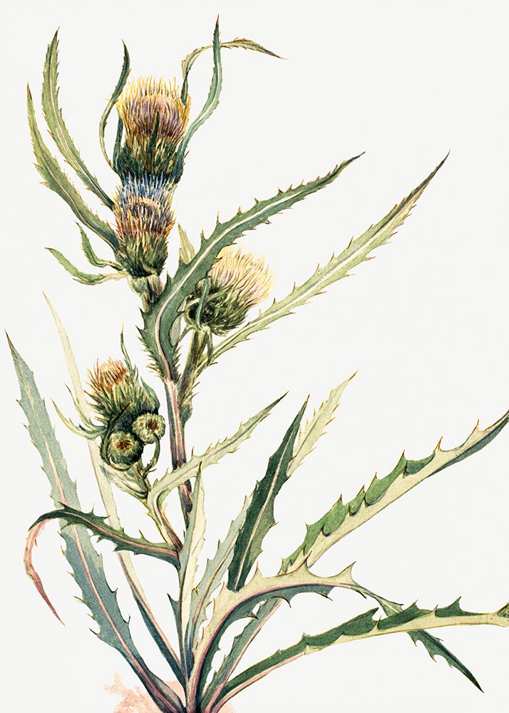White Thistle art print by Mary Vaux Walcott for $57.95 CAD