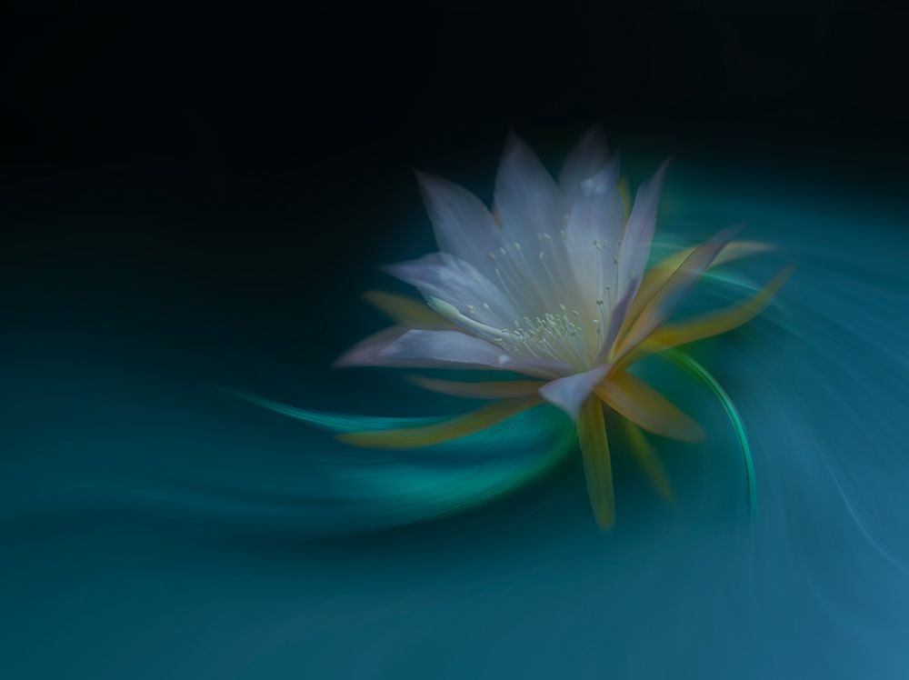 Orchid cactus art print by Judy Tseng for $57.95 CAD