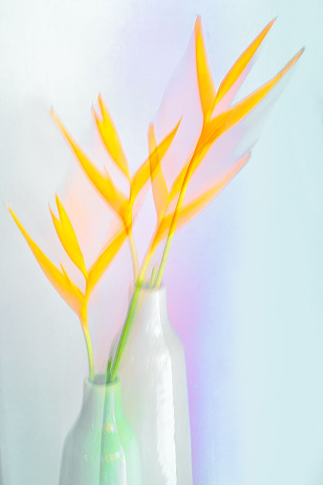 Still life with flower (Heliconia) art print by Florent Dirk Thies for $57.95 CAD