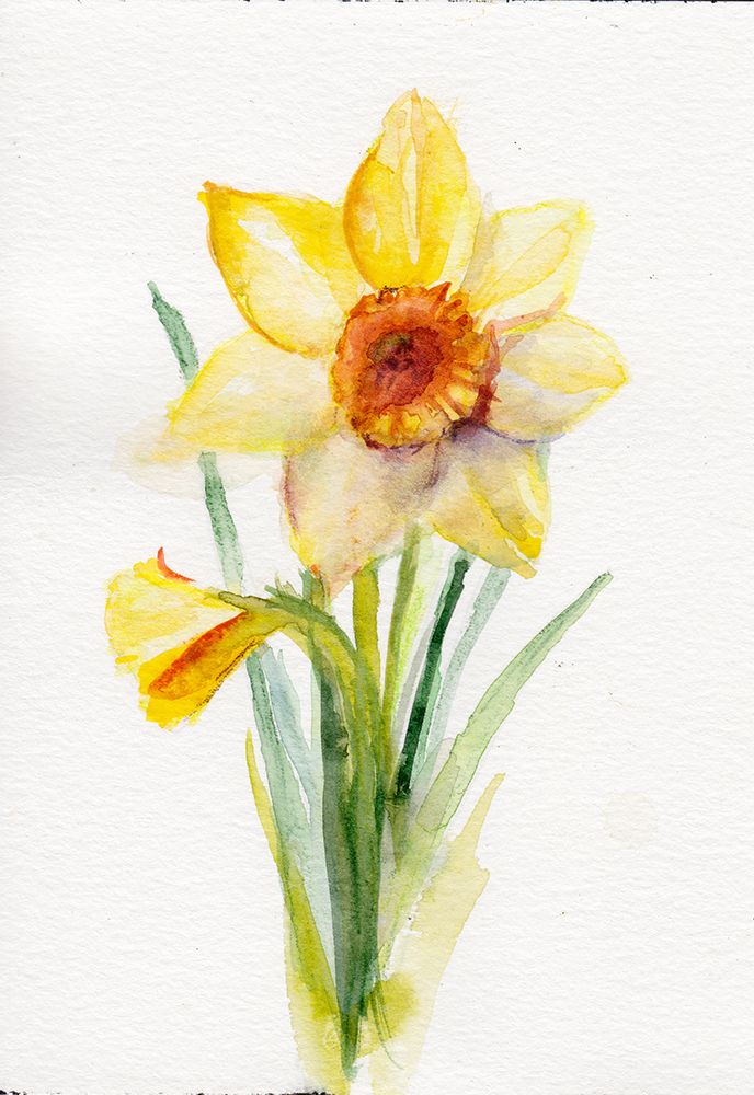 Daffodil March Copy art print by Christine Lindstrom for $57.95 CAD