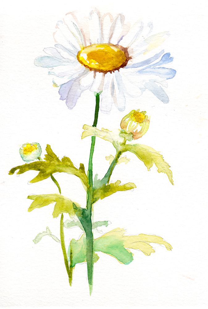 Daisy April art print by Christine Lindstrom for $57.95 CAD