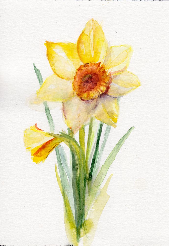 Daffodil March art print by Christine Lindstrom for $57.95 CAD