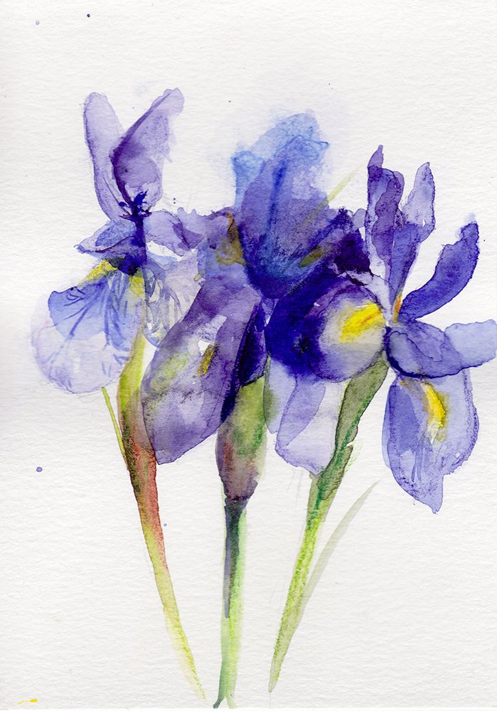 Iris February I art print by Christine Lindstrom for $57.95 CAD