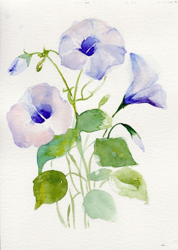 Morning Glory September art print by Christine Lindstrom for $57.95 CAD