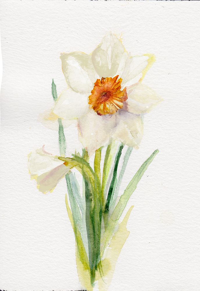 Narcissus December art print by Christine Lindstrom for $57.95 CAD