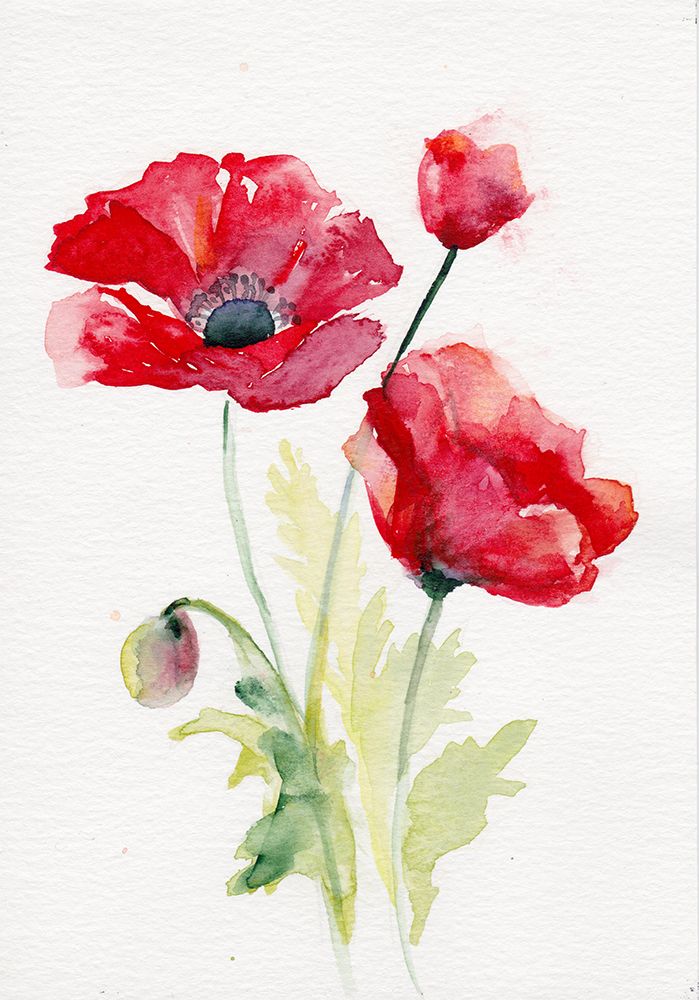 Poppy August art print by Christine Lindstrom for $57.95 CAD