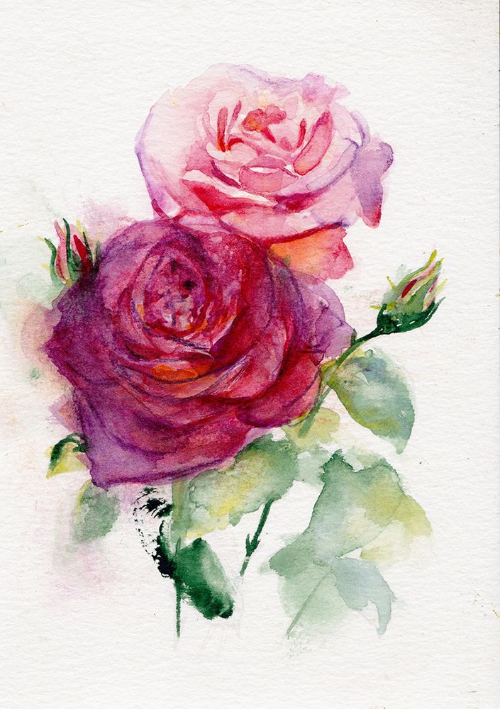 Rose June art print by Christine Lindstrom for $57.95 CAD