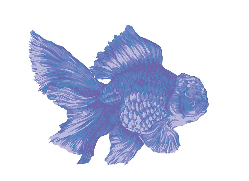 Blueberry Goldfish art print by Max Lunden for $57.95 CAD