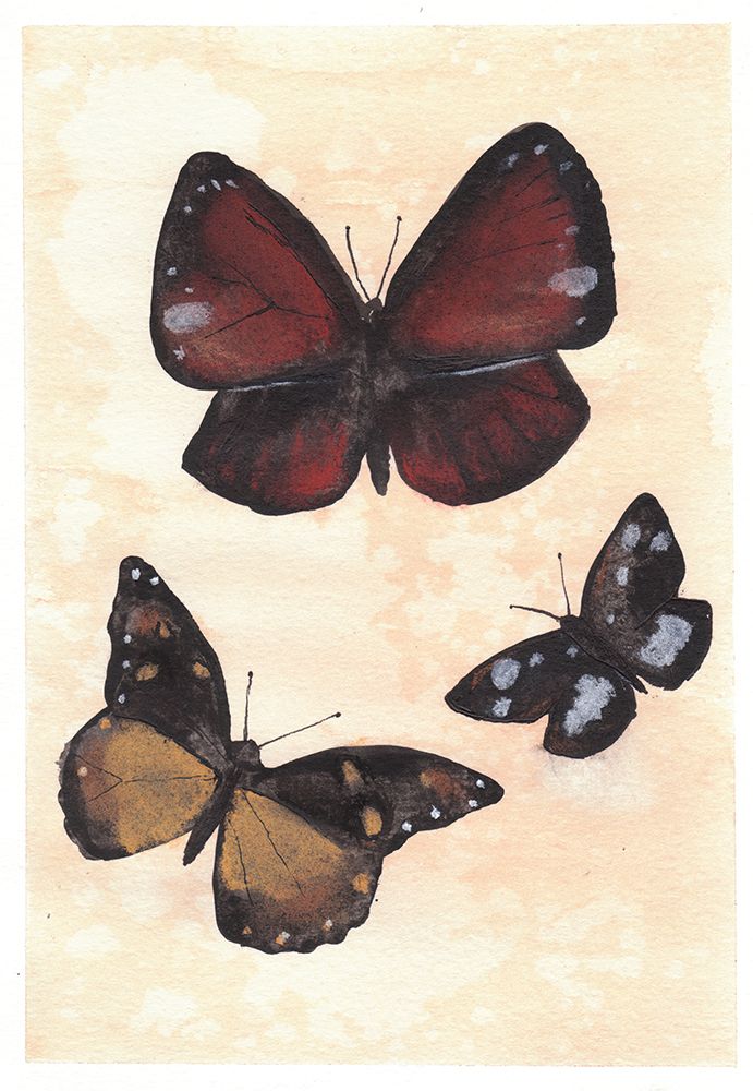 Butterfly Study No2 art print by Christine Lindstrom for $57.95 CAD