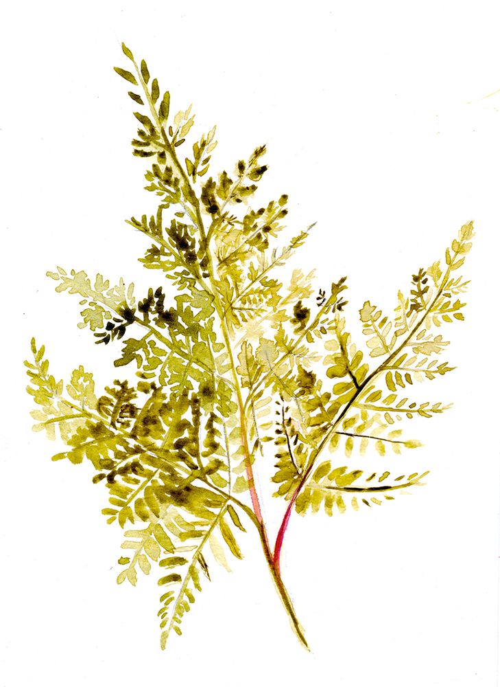 Fern art print by Christine Lindstrom for $57.95 CAD