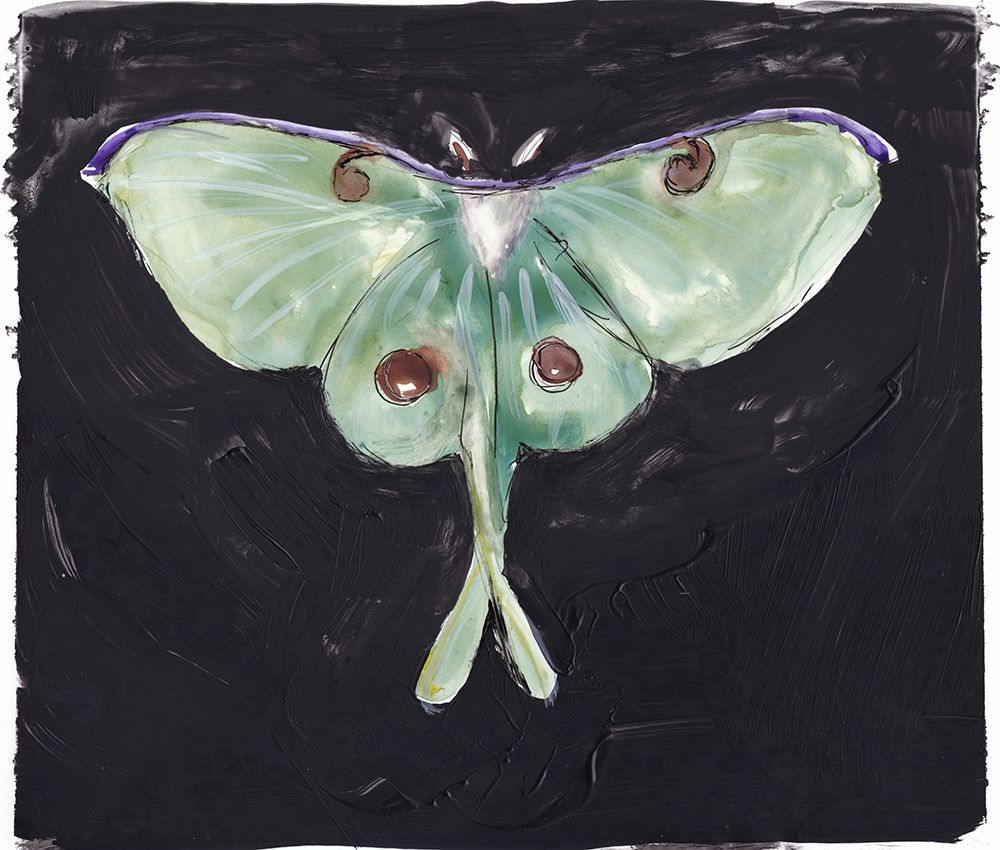 Luna Moth art print by Christine Lindstrom for $57.95 CAD