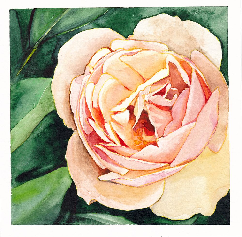 Peach Rose art print by Christine Lindstrom for $57.95 CAD