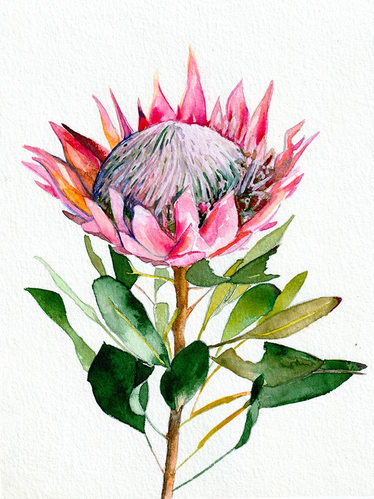 Protea art print by Christine Lindstrom for $57.95 CAD