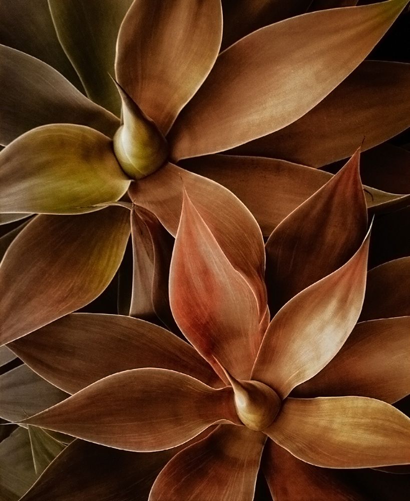Foxtail Agave Abstract art print by Robin Wechsler for $57.95 CAD
