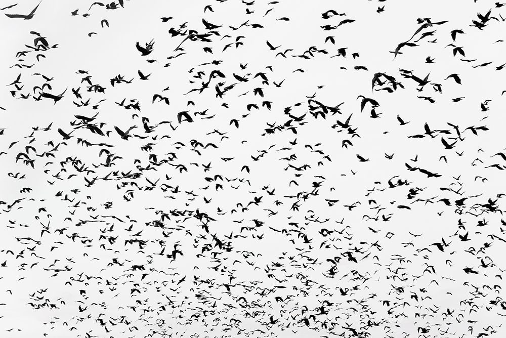 Birds in the sky art print by Photolovers for $57.95 CAD