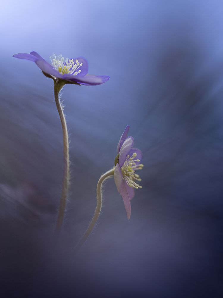 Blue art print by Petra Dvorak for $57.95 CAD