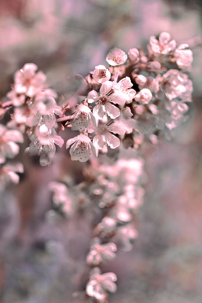 Cherry blossom art print by Christina Sillen for $57.95 CAD