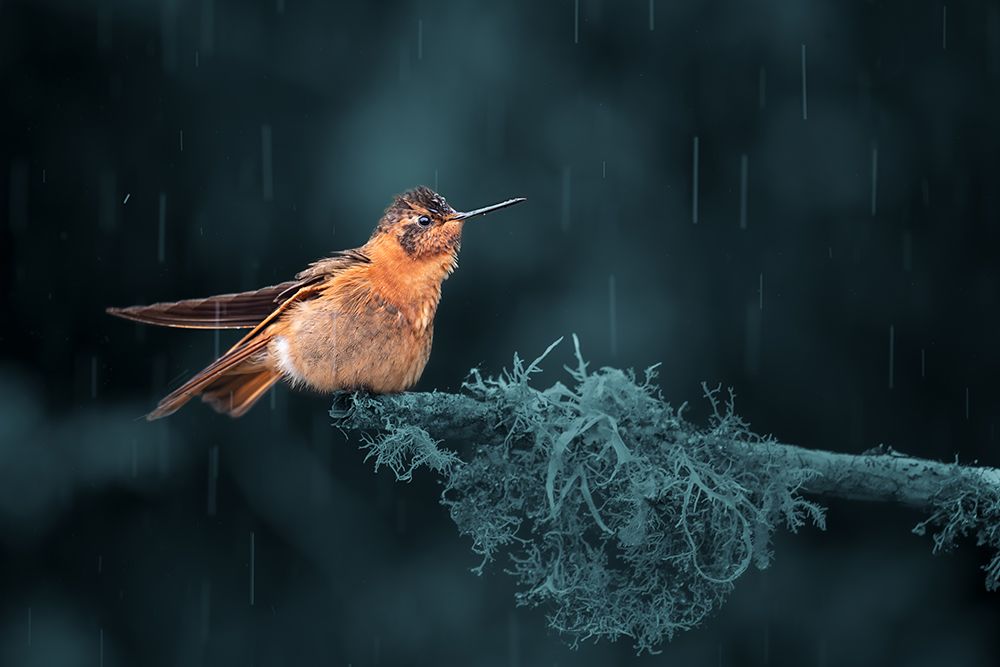 shining sunbeam in the rain art print by Siyu and Wei for $57.95 CAD