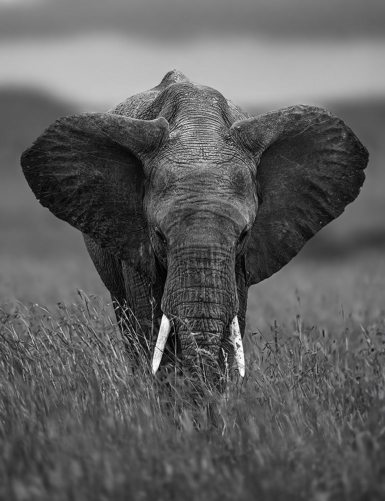 ELEPHANT art print by Raad Btoush for $57.95 CAD