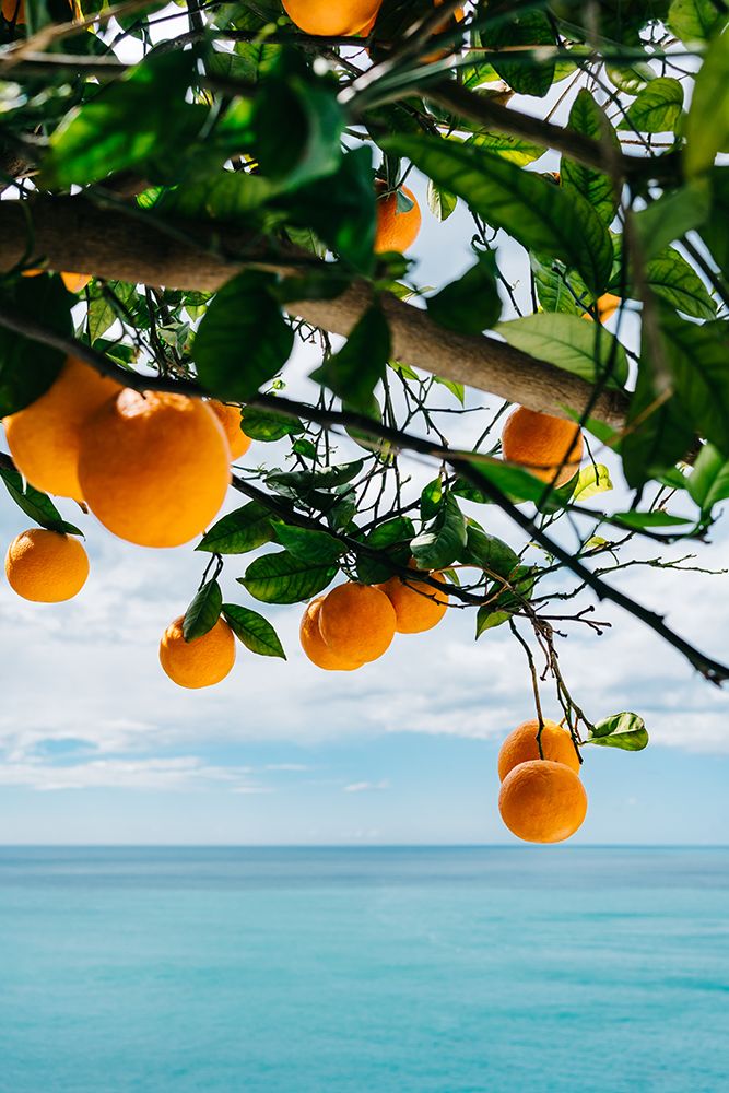 Amalfi Coast Oranges IV art print by Bethany Young for $57.95 CAD