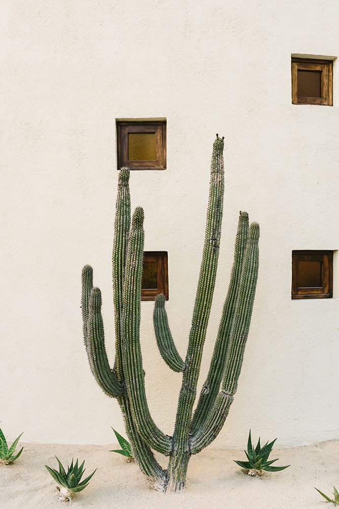 Cabo Cactus IX art print by Bethany Young for $57.95 CAD