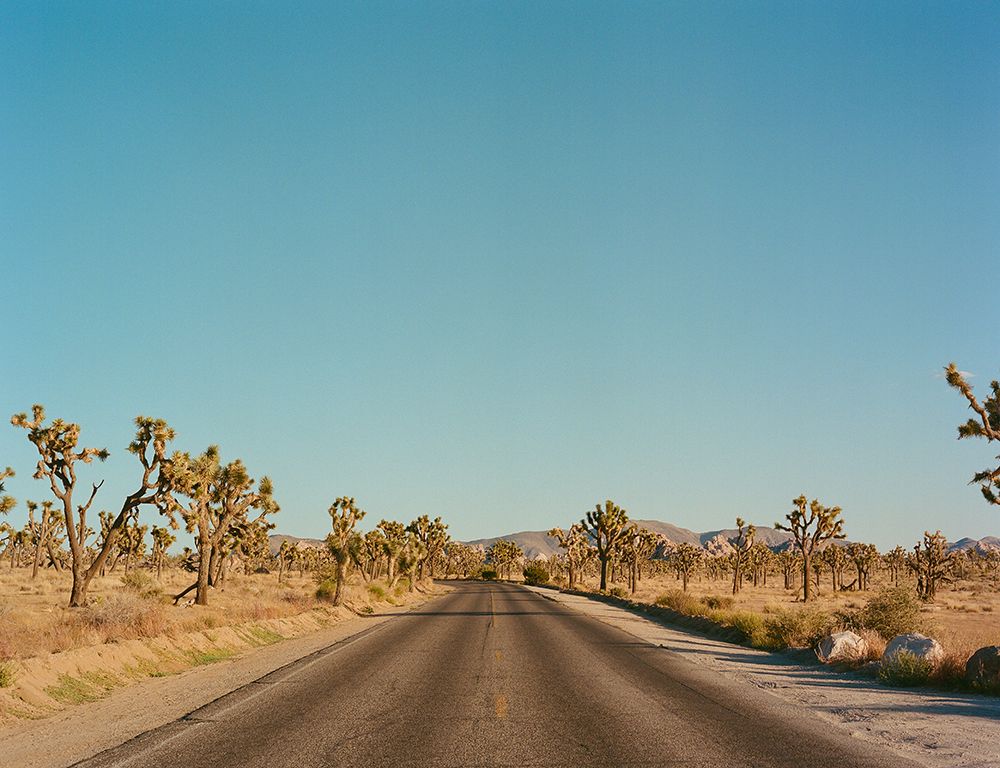 Joshua Tree Road art print by Bethany Young for $57.95 CAD