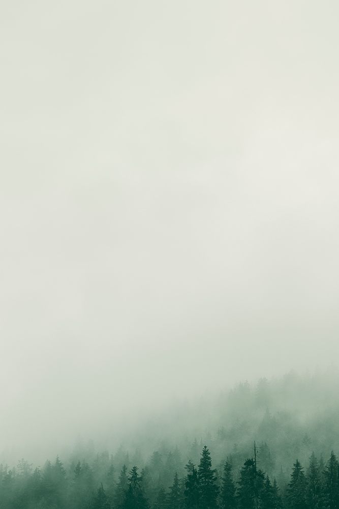 Forest Fog art print by Lynann Colligan for $57.95 CAD