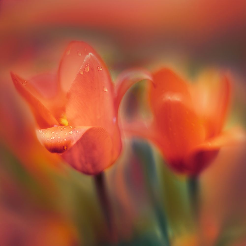Marcowe tulipany art print by Ewa Calkosinska-Kajzer for $57.95 CAD